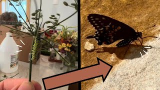My Caterpillar has TRANSFORMED into a Beautiful Butterfly!!