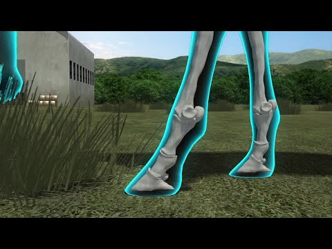 Video: Ar arkliai turėjo kojų pirštus?