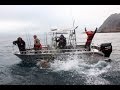 Huge Halibut & Coalfish Topwater Action – A Lofoten Fishing Adventure