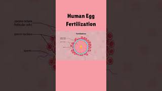 Human Egg Fertilization #science #biology#shorts