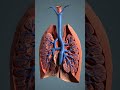 Lungs Bronchial Tree 3d Art Anatomy Education Medical Medicaleducation Lung Lungs Bronchial Tree 3d Art Anatomy Education Medical Medicaleducation Lung