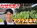 【こんな場所でなぜ元気？】アグラオネマの育て方（自生地から学ぶ）