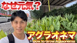 【こんな場所でなぜ元気？】アグラオネマの育て方（自生地から学ぶ）