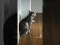 cat:"mom mom"