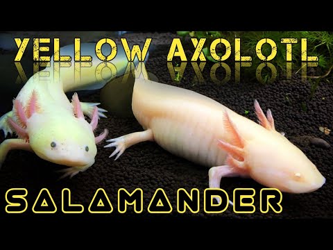 Video: Axolotl - Ambystoma Mexicanum, Plemeno Plazov, Hypoalergénne, Zdravie A životnosť