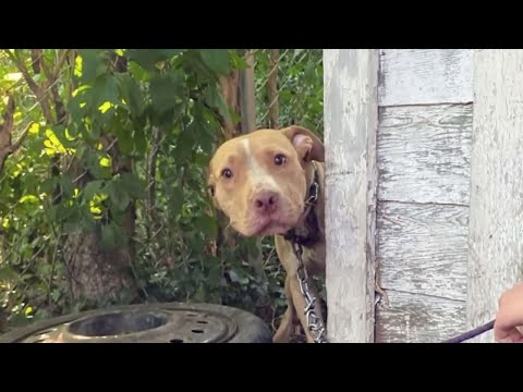 Video: Детройттун жанындагы аэропорттор боюнча гид