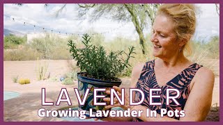 GROWING LAVENDER IN POTS / Joy Us garden