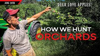 How we Hunt Orchards - Deer Love Apples Bowhunting Whitetails w Bill Winke