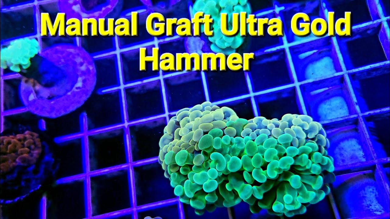 ARK Manual Coral Graft Ultra Gold Hammer 3 Months Old