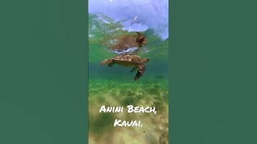 Underwater Shot Insta360X2, No Dive Case, No Sound Editing #aninibeach #seaturtles #insta360onex2