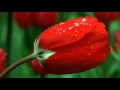 孔雀貝の歌~Relaxing Music