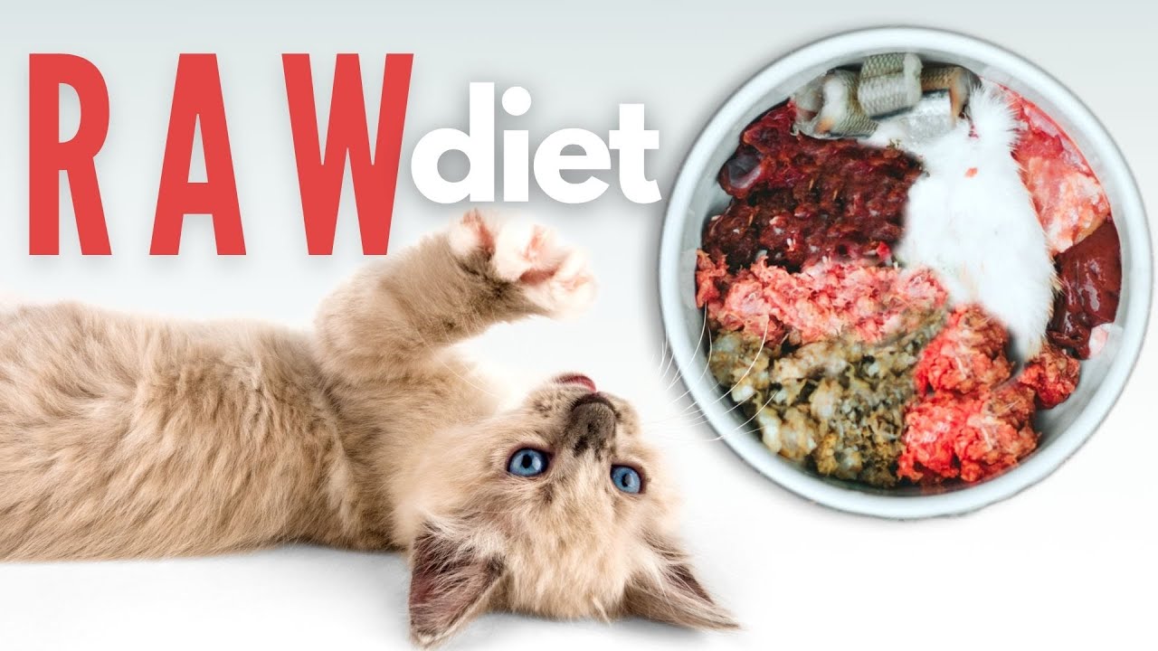 How To Start Your Kitten On A Raw Diet - The Ultimate Guide - YouTube
