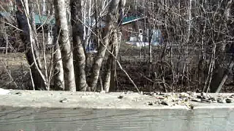Hand feeding the gray jays