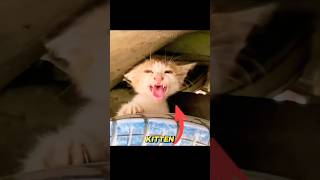 Kitten Kept Hiding Under Cars