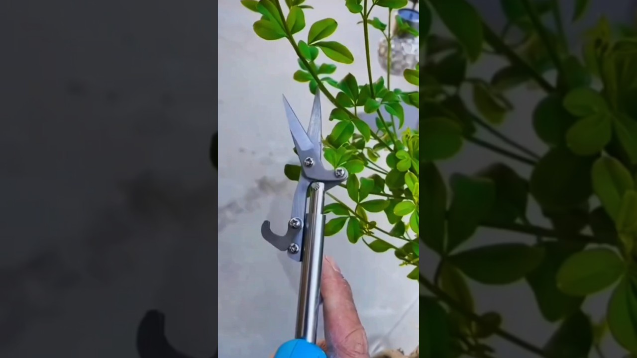 Smart Garden Tool: Pointed Fruit Picking Shears in Action 
