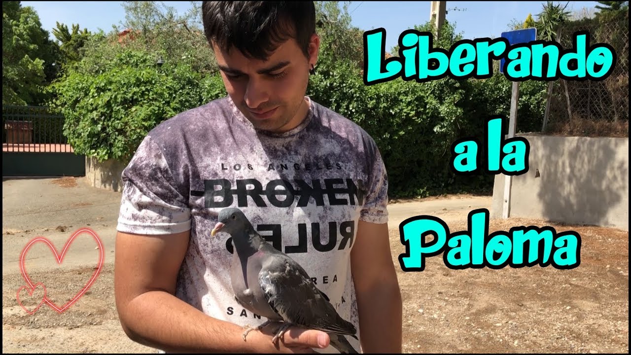 Adiós al Rey Palomo 🐦- Liberando a la Paloma Torcaz