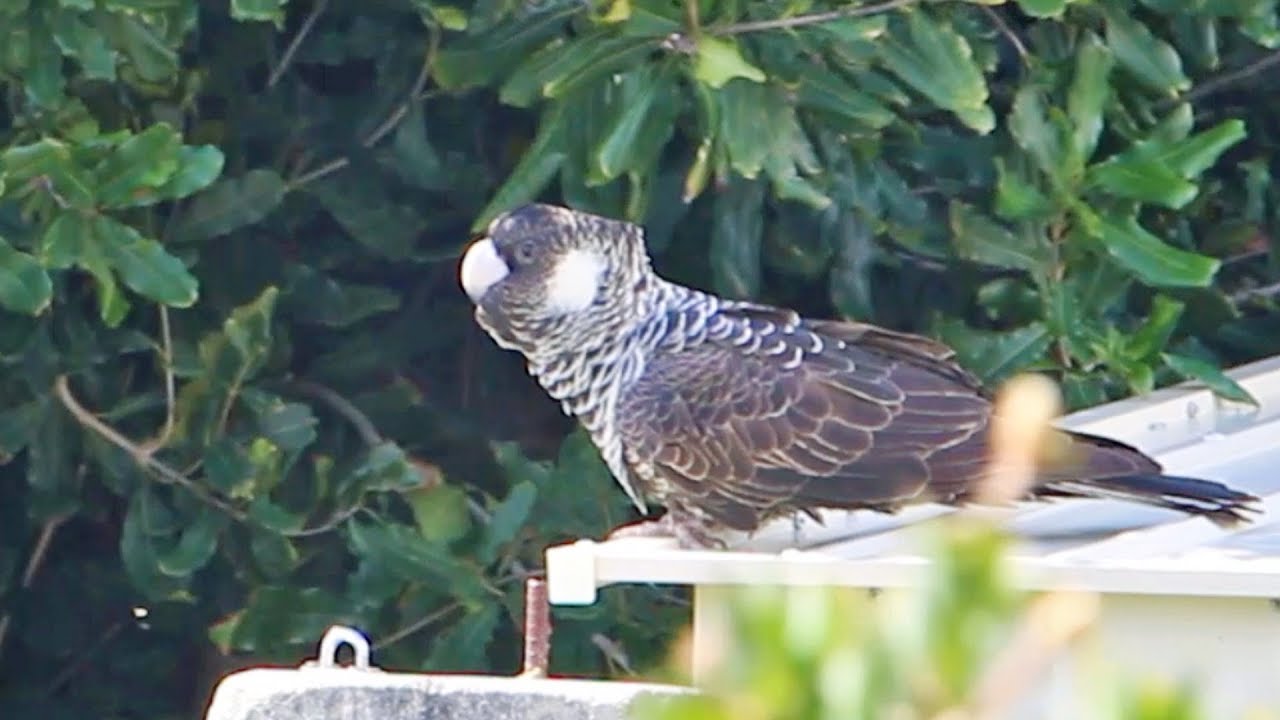 Black Cockatoos Carnaby Or Baubin Birds Paid A Visit In