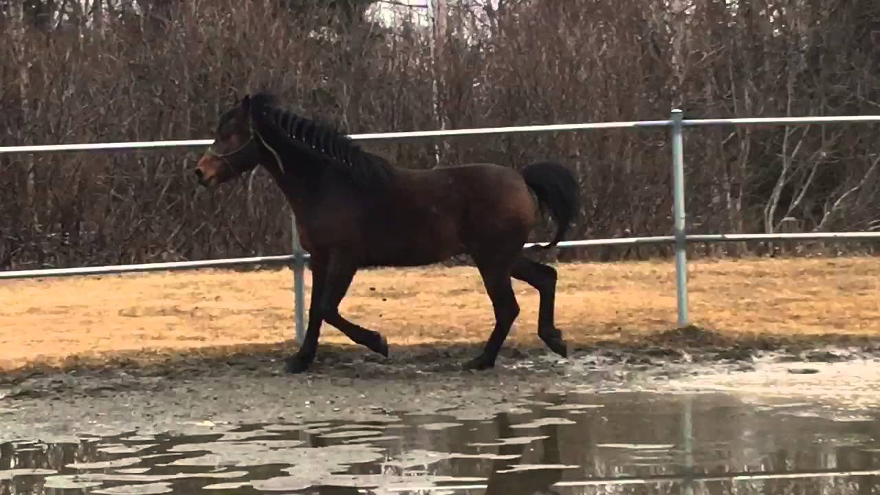 Ak Noble, the Morgan Stallion