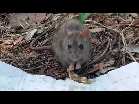 Video: Kako štakori Vide