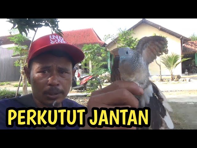 cara mengetaui burung perkutut jantan mudah sekali class=