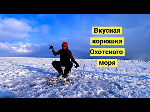 Видео: Мартовский зубарь в Охотском море!