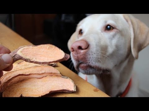 sweet-potato-dog-treat-recipe---gardenfork