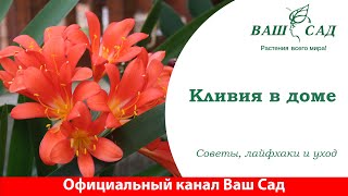 видео: Кливия в доме, это очень просто. Советы по уходу от Ваш сад картинка: Кливия в доме, это очень просто. Советы по уходу от Ваш сад