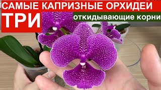 ДЕНЬГИ за ОРХИДЕИ на ВЕТЕР // НЕ ПОКУПАЙ три самые капризные орхидеи ИХ БОЯТСЯ даже продавцы орхидей