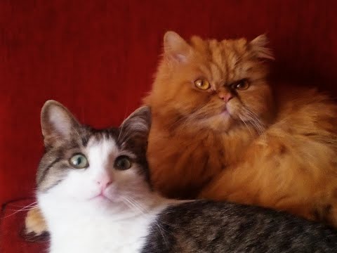 Убрать колтуны у кошек! Просто!
