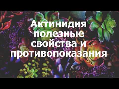 Актинидия полезные свойства и противопоказания