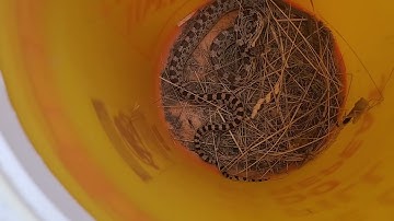 Found our first Gopher snakes in Washington!!