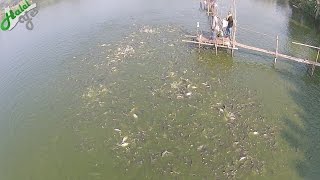 লক্ষ লক্ষ মাছ - Millions of Fish in Bangladesh Fish Farm - Aerial Video