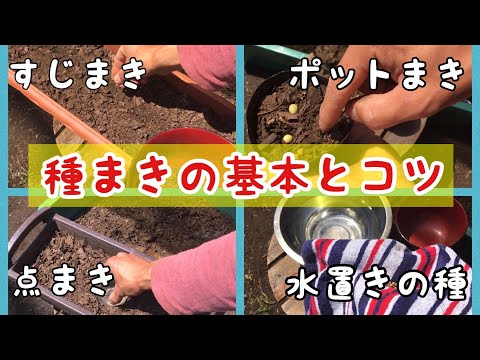 種まきの基本とコツ『発芽率UP・強い苗作り』