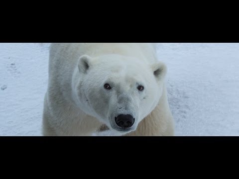 Video: Globálna Populačná Mapa Vám Umožňuje Prehodnotiť To, čo Ste Vedeli O Svete