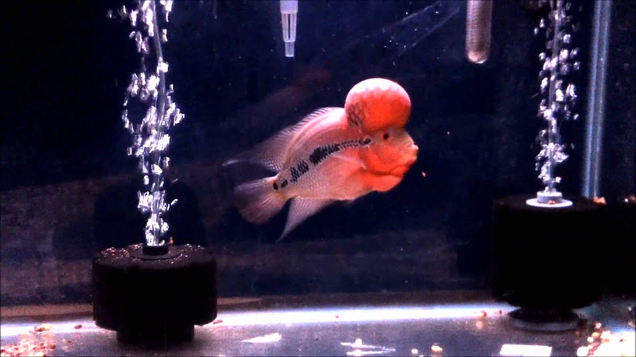 Masterpiece Red Dragon Flowerhorn - YouTube