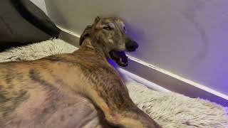 Creepy Sleeping Greyhound