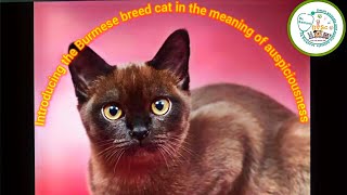 Introducing the Burmese breed cat in the meaning of auspiciousness.Dontforget subscribe  &introduce