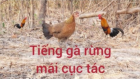suab poj qiab qus tsauj zoo tiag tiag. Tiếng gà mái rừng cục tác cục ta rất hay