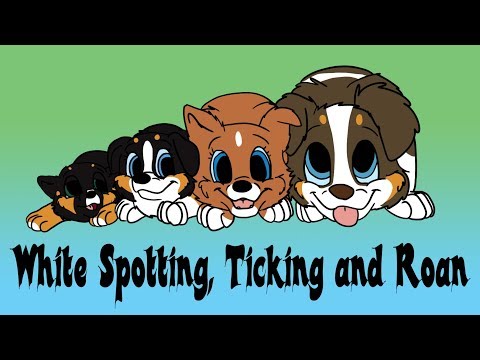 Dog Colour Genetics: Part 6 - White Spotting, Ticking and Roan