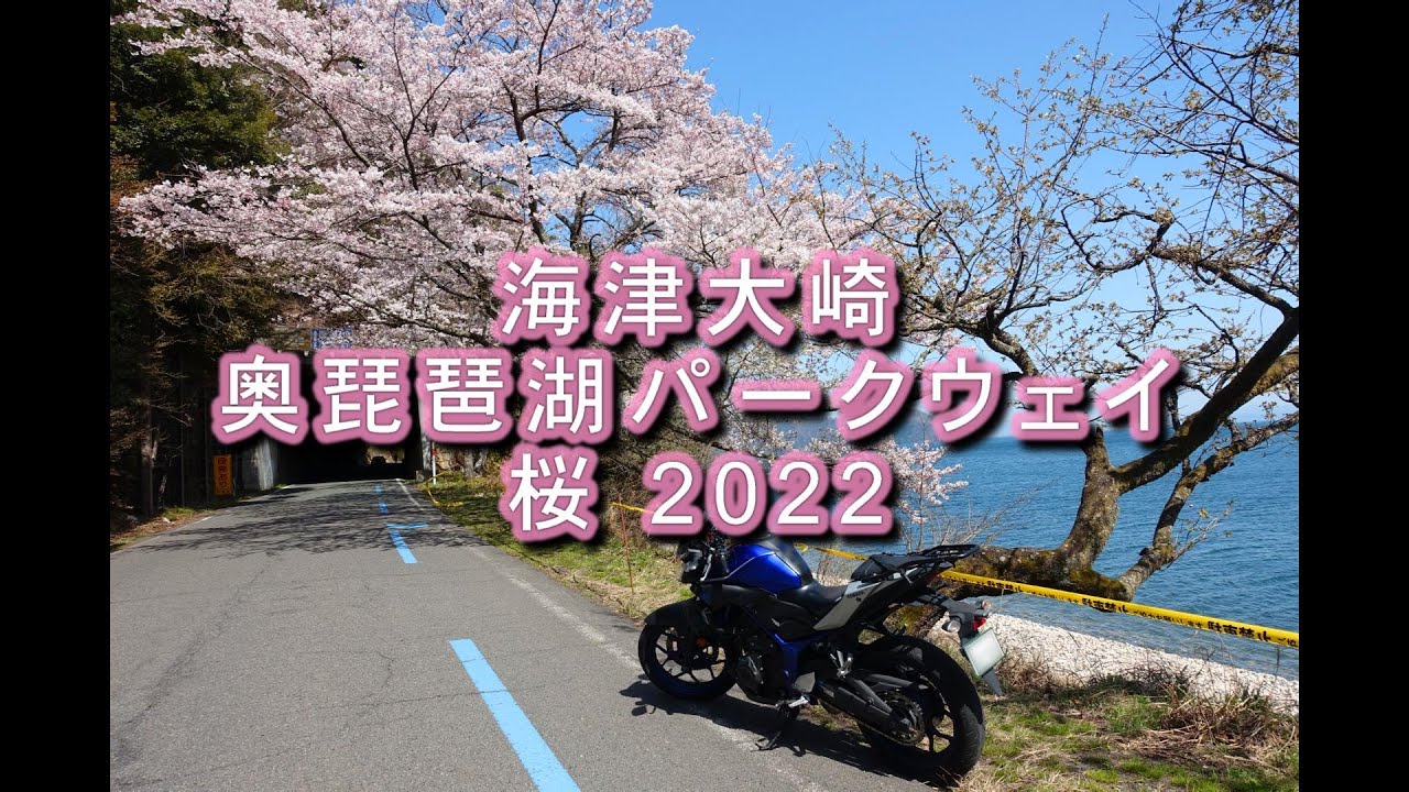 海津大崎 奥琵琶湖パークウェイの桜22 Youtube 海津大崎 奥琵琶湖パークウェイの桜22 Youtube