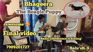 Bhageera the #beagle #puppy obedience training @BalusK9Dogtraining #dog #viral #support #training