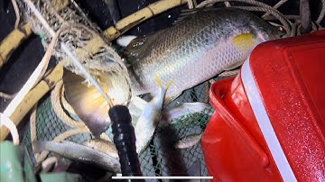 Đi test máy kích cá nước mặn thực tế