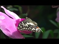 Butterfly Show - Выставка Бабочек