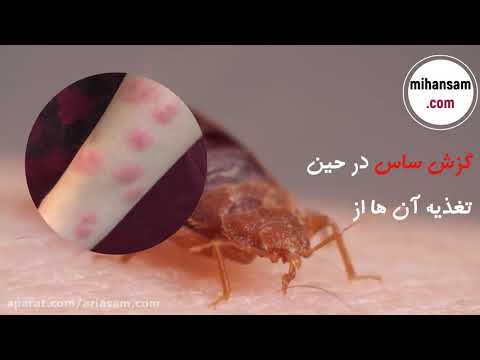 مراحل مختلف زندگی ساس در یک نگاه سم ساس تخصصی