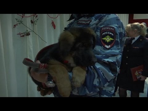Video: Hvordan Politiet Og Efterforskerne I Rusland Samarbejder Med Synske - Alternativ Visning