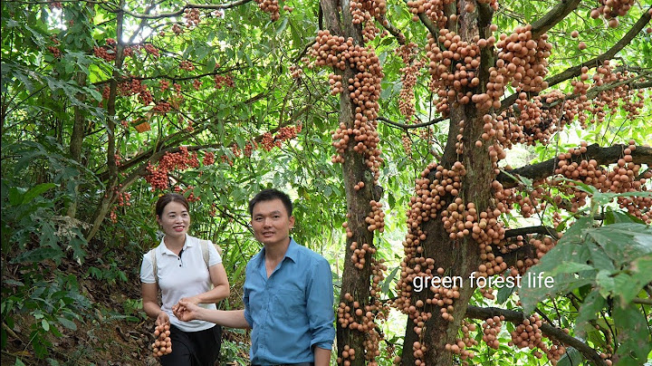 Picking woody grapes on the mountain with Mai. Robert | Green forest life