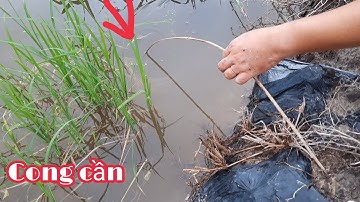 Cắm câu cá lóc sau cơn mưa đêm dính thấy mê | Bông lúa Miền Tây