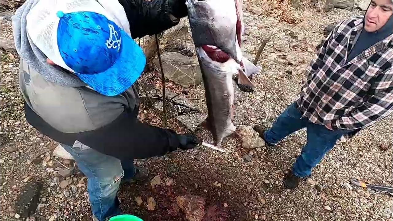 How to clean a paddlefish/spoonbill YouTube