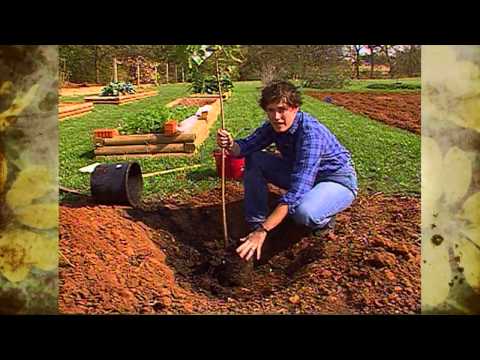 Video: Jord för en barrväxt. Vilka jordar växer granar på? Planteringsgropsberedning, plantering och gödsling för barrträdsgrödor