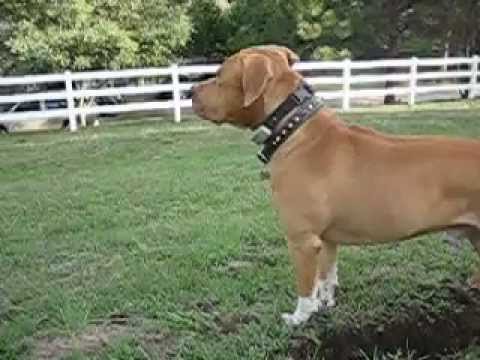 kowta the no eyed pit bull after a gopher and playing